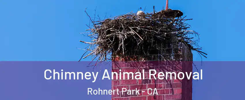  Chimney Animal Removal Rohnert Park - CA