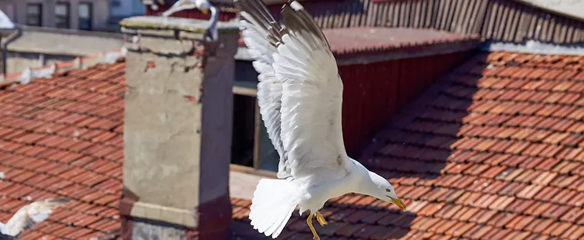 Residential Chimney Animal Removal Solution in Rohnert Park, CA